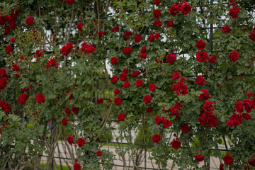 red roses on a wall