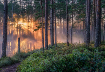 Scenic forest landscape with beautiful misty sunlight through to forest at summer morning in Finland