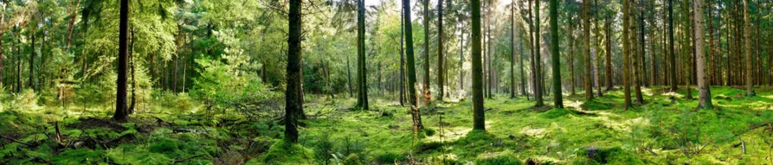 Foto op Aluminium Panorama of a forest with a glade covered by moss in the light of the morning sun © Günter Albers