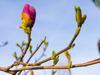 Tulpenmagnolie Blüten