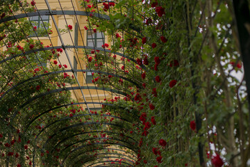 red roses in a garden