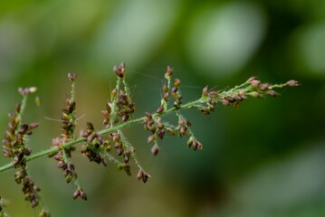 close up of a pine needles