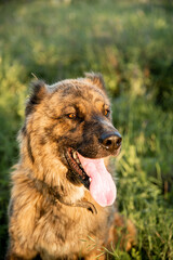 The Asian shepherd is a big loyal dog for territory and herd protection.