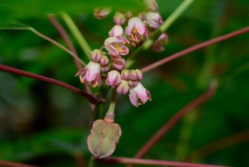 pink magnolia flower