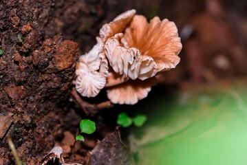 mushrooms on the tree