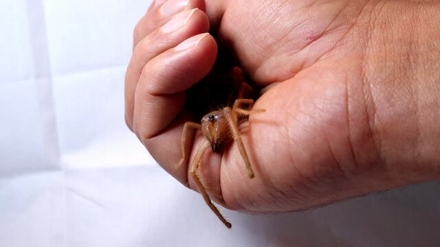 spider
camel spider
close up camel spider on the hand
on white background
also known as windscorpion, Solifugae or sun spider
 wind scorpion, insect, insects, bug, bugs, animal, animals