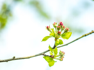 Apfelblüte in Rosa