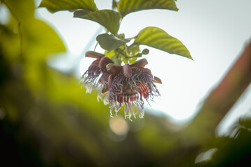 Passion fruit flowers in the botanical garden