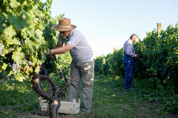 Senior man works in a vineyard