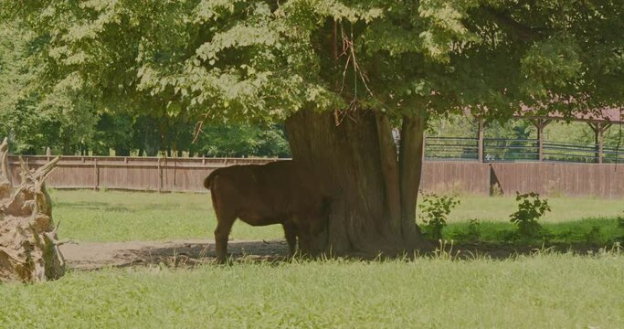 bison in the national park rubs against a tree