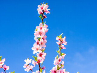 Blühende Mandelblüten, Rosa, Frühling , blaue Hintergrund