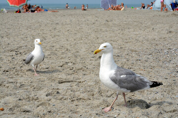 Seagull on the beach walking on the sand in the summer in Holland