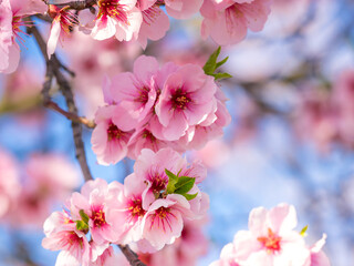 Blühende Mandelblüten, Rosa, Frühling , blaue Hintergrund