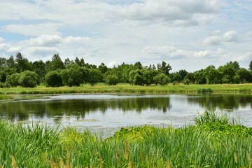 Lake with water vegetation in the middle of a green meadow. Blue sky with clouds.