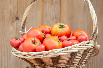 Fototapeta na wymiar fresh organic tomatoes in a wicker basket