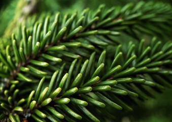 Green Pine Needles Closeup Wallpaper