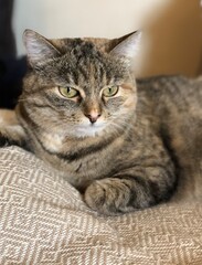 portrait of a cat. close-up, gray striped pet, vertical photo