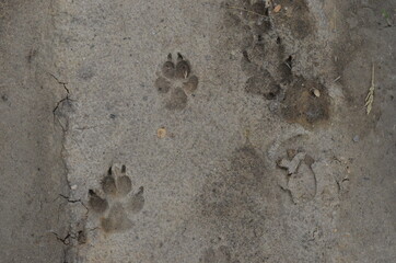 wolf tracks on the road