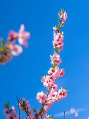 Blühende Mandelblüten, Rosa, Frühling , blaue Hintergrund