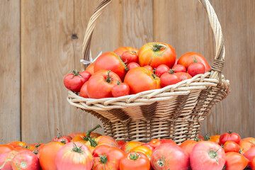 fresh organic tomatoes in a wicker basket