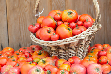 fresh organic tomatoes in a wicker basket