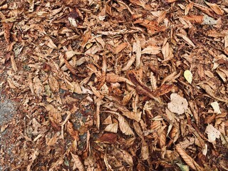 The background of wood shavings. autumn leaves on the ground