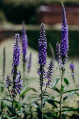 close up of lavender