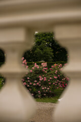 rose flowers in a garden
