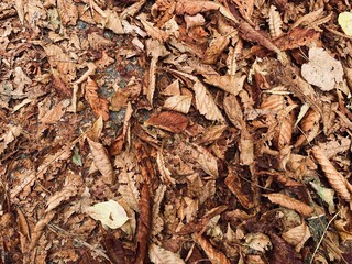 fallen autumn leaves on the ground

