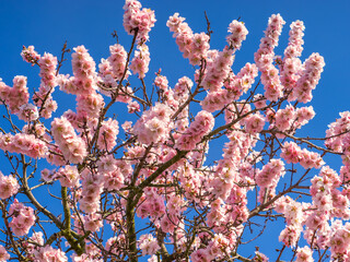 Blühende Mandelblüten, Rosa, Frühling , blaue Hintergrund