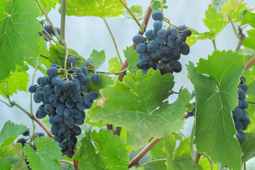 red grapes in the vineyard