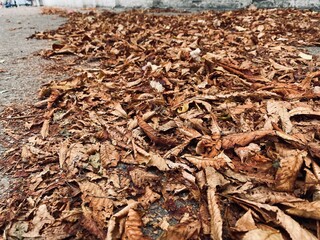 fallen autumn leaves on the ground

