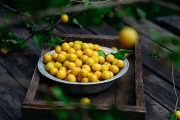 Ripe yellow cherry plum in a plate