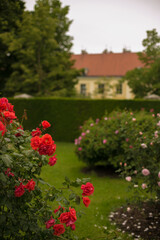 flowers in the garden