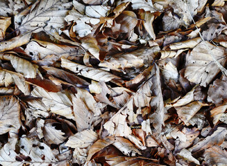 dry leaves on the ground