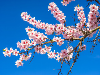Blühende Mandelblüten, Rosa, Frühling , blaue Hintergrund