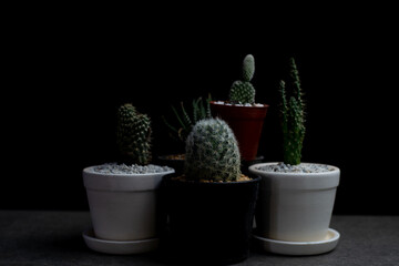 Small garden in house, Cactus on desk at night.