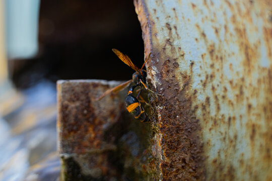 Rohrbach Bilder Durchsuchen 3,715 Archivfotos, und