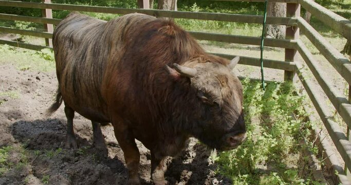 Zubron, a genetic hybrid of a cow with European bison