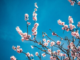 Blühende Mandelblüten, Rosa, Frühling , blaue Hintergrund
