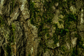 Macro shot of a tree bark. large structural texture