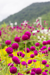 Fototapeta premium Globe Amaranth