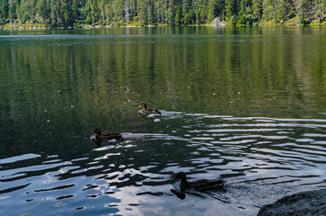 ducks in water