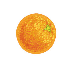 Vector realistic orange fruits mandarin, tangerine