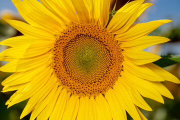 Blooming sunflower close up. Large yellow flower.