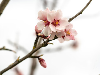 Fototapeta na wymiar Blühende Mandelblüten, Rosa, Frühling