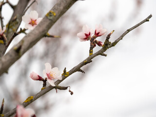 Blühende Mandelblüten, Rosa, Frühling