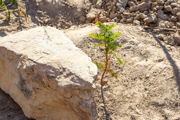 sprout of a cypress tree. Environmental protection. Lake Sukko Nature Reserve