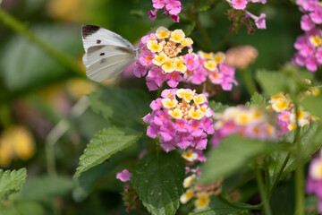 モンシロチョウ