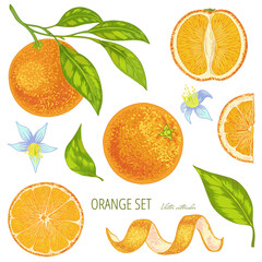Vector realistic set of citrus fruits mandarin, tangerine, orange with leaves. 